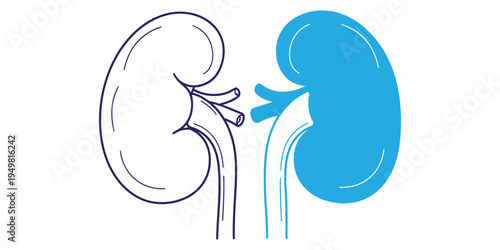 Anatomy of human kidneys with one highlighted, vector art and whit background