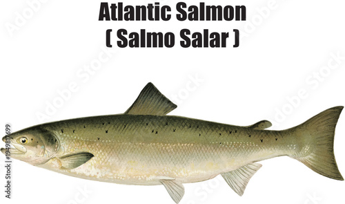 Atlantic Salmon hand painted illustration. (Salmo Salar). Vector art salmon illustration.