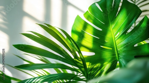 Vibrant Green Monstera Leaf and Plants Against a Sunlit Wall