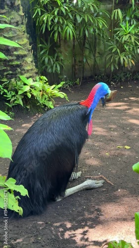 Southern cassowary bird close up in tropical forest