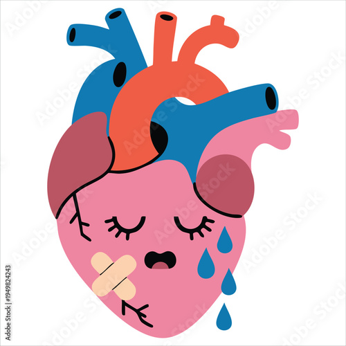 Anatomical heart for biology and science education vector
