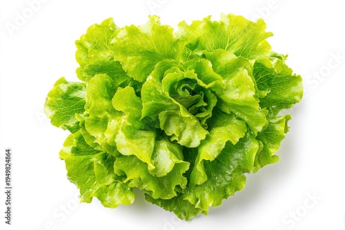 Fresh Green Lettuce Leafy Vegetable.