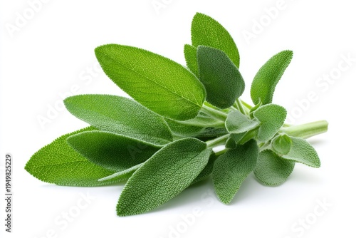 Fresh green sage herb leaves bunch 1.