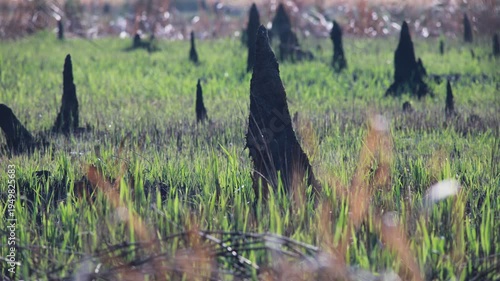 timelapse landscape of termite mound among reeds emerging from a burnt landscape. The image shows the resilience of nature with new green grass peeking through ash.