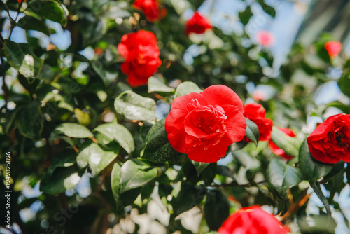 Fresh vibrant red Camellia flowers blooming in tropical ornamental botanical garden greenhouse