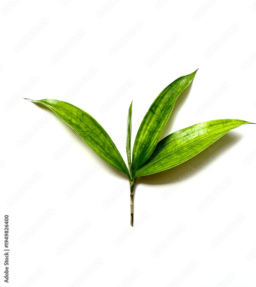 Fototapeta premium green bamboo leaves