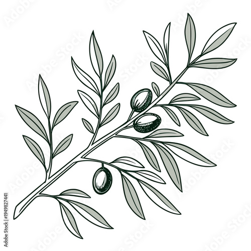 Olive branch vector illustration with leaves and olives