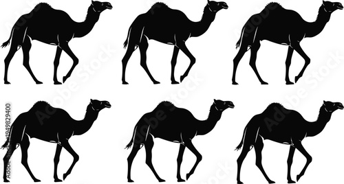 Camel silhouettes collection, desert animal walking poses vector illustration set, dromedary camel isolated wildlife desert mammal graphic pack