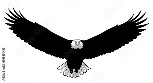 Black Eagle Bird Flying Solo.