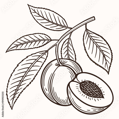 Vector illustration of peach branch with leaves and fruit