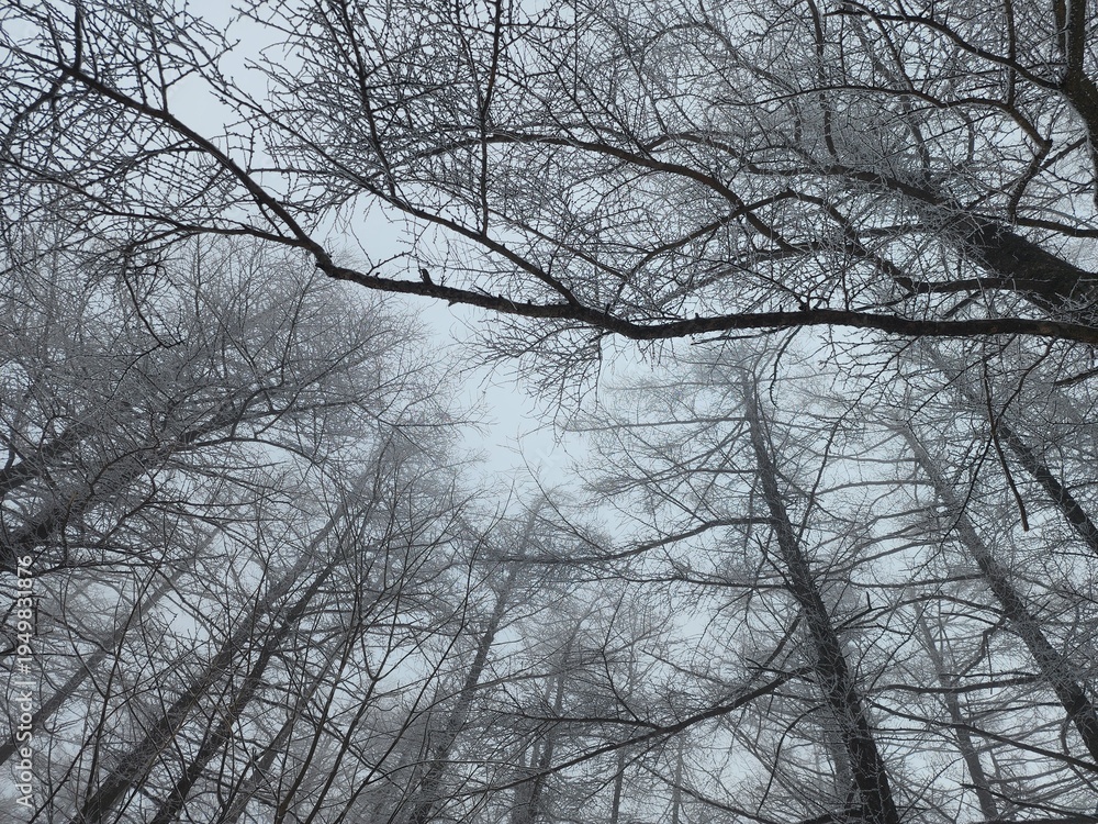 Obraz premium Foggy Forest Trees Viewed from Below with Bare Branches