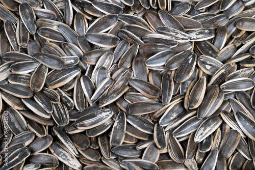 Sunflower seed closeup. Closeup of roasted sunflower seeds with shells. Intimate view of densely packed roasted sunflower seeds with salt crust and textured shells