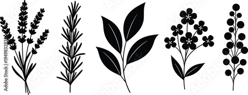 Black botanical silhouette illustration set featuring diverse plants, herbs, flowers, and leaves, perfect for decorative design, nature-inspired art, educational use, 