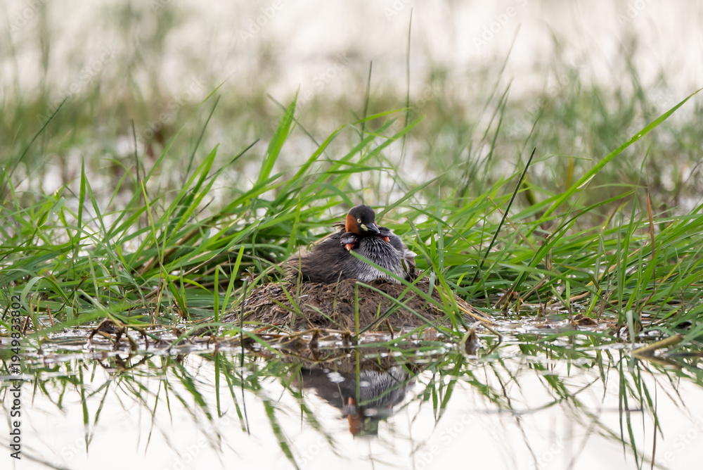 Fototapeta premium duck