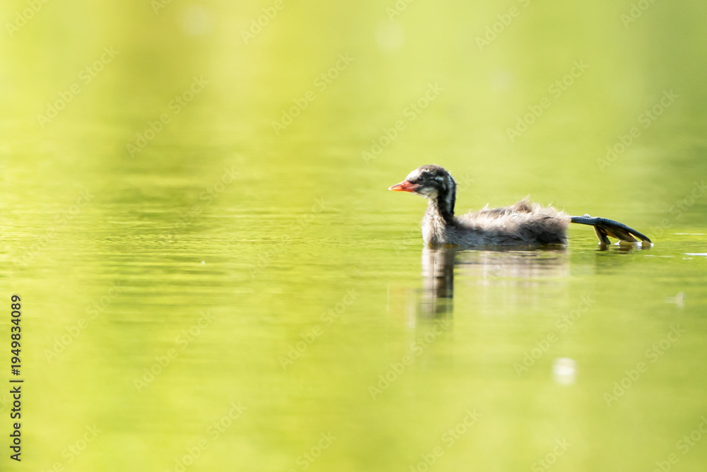 Obraz premium duck