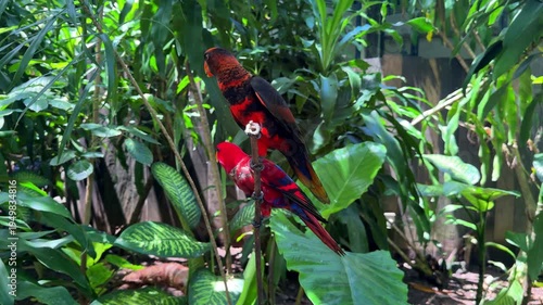 Black capped lory parrot on tropical branch