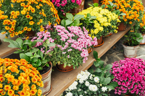Wallpaper Mural Assortment of colorful chrysanthemum flowers in pots displayed on wooden shelves outdoors Torontodigital.ca