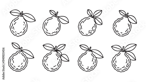 Citrus Fruit Pattern with LeavesHand Drawn Outline Vector Illustration