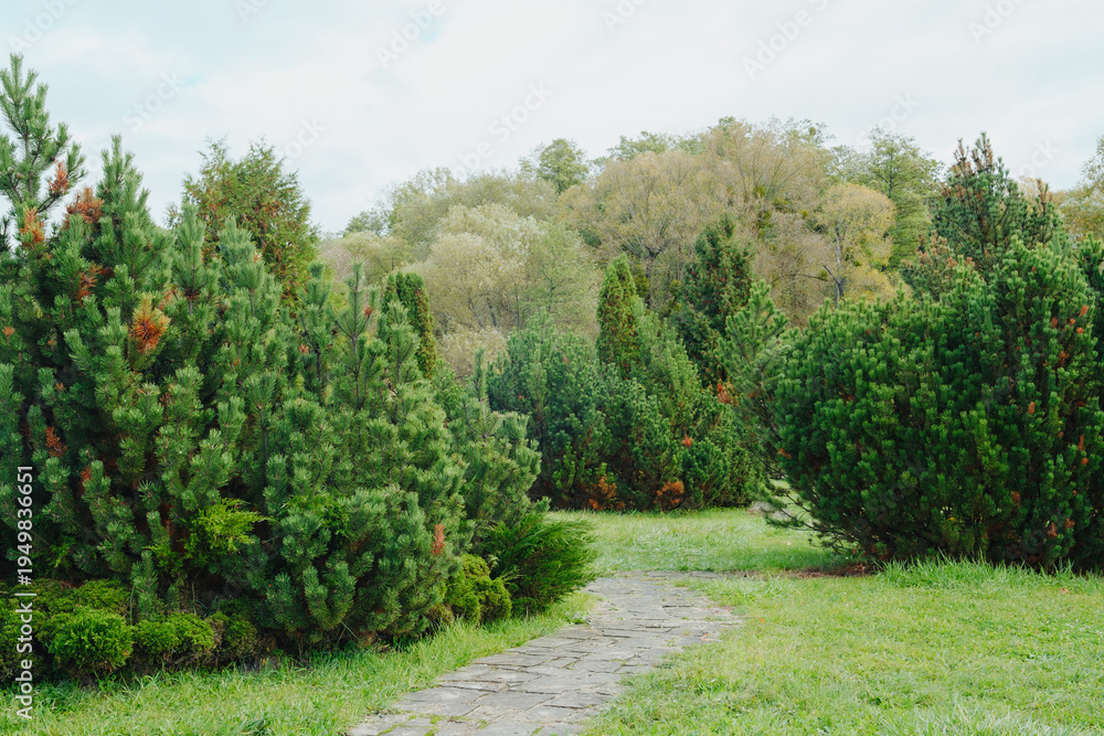 Fototapeta premium Lush greenery along a winding pathway leading through an evergreen landscape in nature