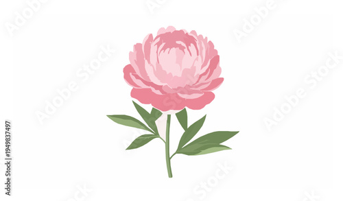 Delicate pink peony flower vector illustration with soft petals botanical bloom isolated on white