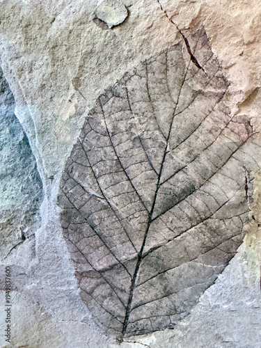 Tablou pe pânză fossilized imprint of an ancient plant on a rock in close-up