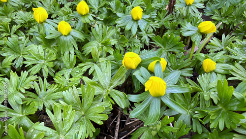 Photos Eranthis hyemalis blooming after winter