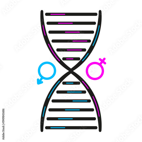 DNA Helix. Vector illustration of female and male human DNA Helix isolated transparent background. Perfect for science genetic laboratory logo concept design. Modern t-shirt print hoodies decor EPS 10