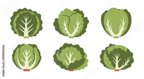 Butterhead Lettuce Line art clean vibrant abstract color illustration