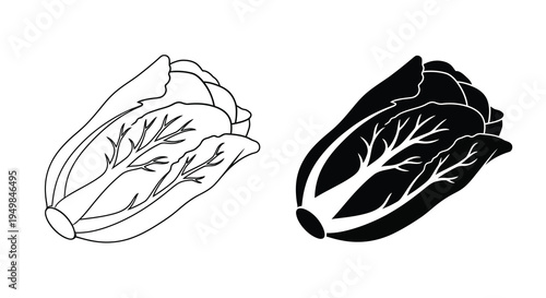 A pair of detailed black and white line drawings depict napa cabbage showcasing variations in shading and texture high quality professional