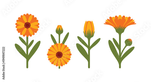 Calendula Line art vector set modern creative abstract color design