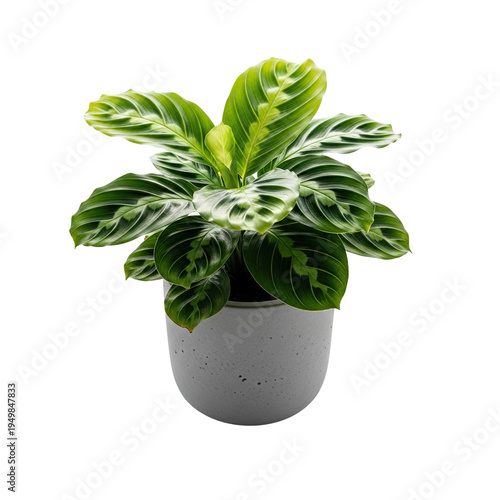 Prayer plant in pot with decorative leaves on transparent background