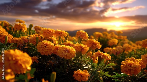 Vibrant Marigold Flowers in Bloom During Golden Hour with Scenic Landscape Background and Dramatic Sky
