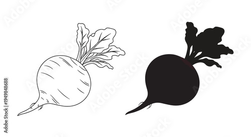 A contrasting illustration displays two beetroots one with detailed linework and the other as a solid silhouette high quality