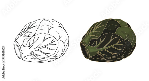 A detailed illustration presents a comparison of a head of cabbage in both a line drawing and a color rendition