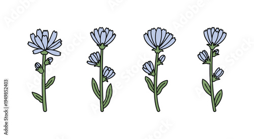 Chicory Line art vector set modern vibrant abstract color illustration