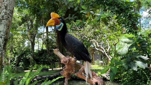 Knobbed hornbill perched on branch in tropical forest