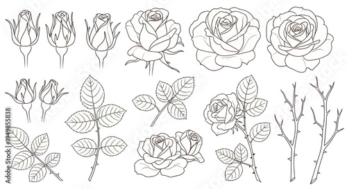 Rose Flower Botanical Line Art Collection: Buds, Blooms, Leaves, and Thorns