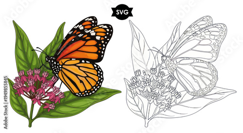 Monarch Butterfly on Milkweed Flower: Color and Outline Illustration