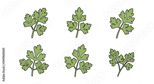 Curly Parsley Line art vector clean smooth abstract tone illustration