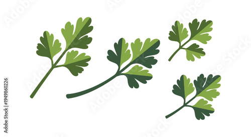 Curly Parsley Line art vector modern artistic abstract