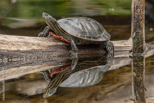 turtle on a log