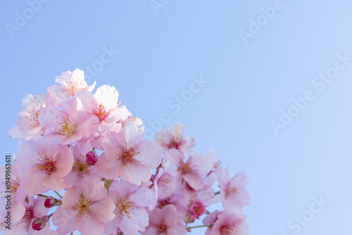 満開のカワヅサクラのクローズアップと青空