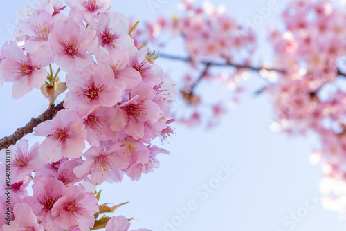 満開のカワヅサクラのクローズアップと青空