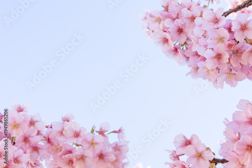 満開のカワヅサクラのクローズアップと青空