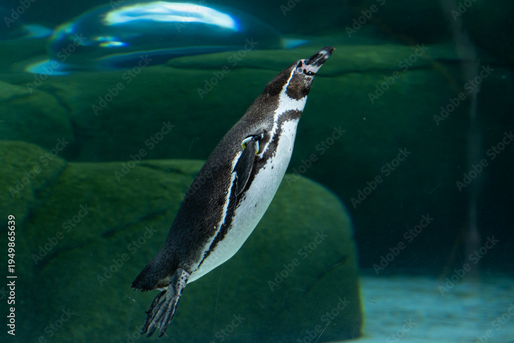 Naklejka premium ペンギン