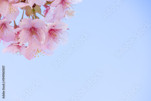 満開のカワヅサクラのクローズアップと青空