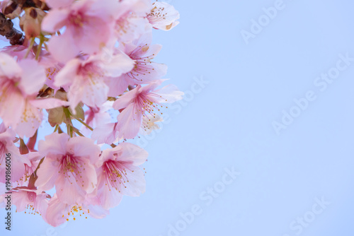 満開のカワヅサクラのクローズアップと青空