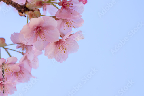 満開のカワヅサクラのクローズアップと青空