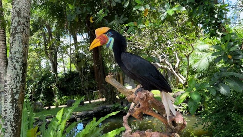 Knobbed hornbill perched on branch in tropical forest