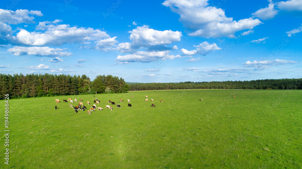 Obraz premium green field and blue sky